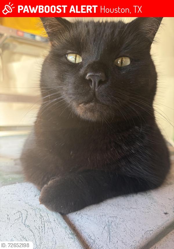 Lost Male Cat last seen Juniper Glen Dr & Shady Villa Ln , Houston, TX 77041