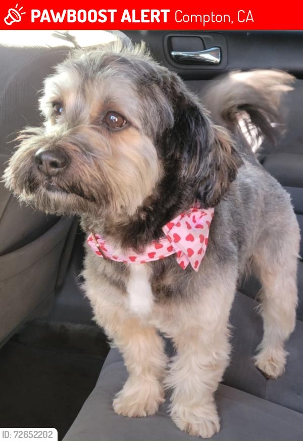 Lost Male Dog last seen Caldwell st and Central Ave in Compton, Ca, Compton, CA 90221