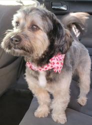 Lost Male Dog last seen Caldwell st and Central Ave in Compton, Ca, Compton, CA 90221