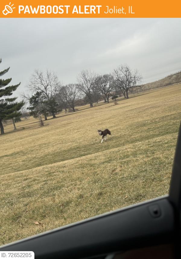 Found/Stray Unknown Dog last seen Statesville prison , Joliet, IL 60435