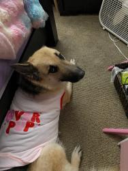 Lost Female Dog last seen Belmont and Sam Jones, Indianapolis, IN 46221