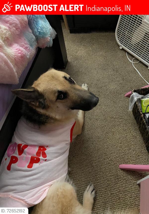 Lost Female Dog last seen Belmont and Sam Jones, Indianapolis, IN 46221