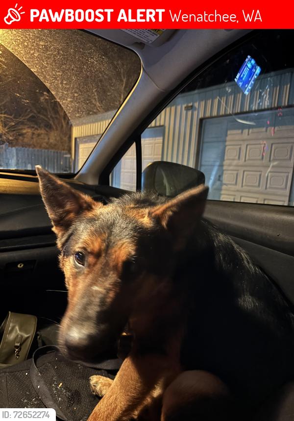 Lost Male Dog last seen By the Riverside 9 apmts , Wenatchee, WA 98801