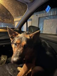 Lost Male Dog last seen By the Riverside 9 apmts , Wenatchee, WA 98801