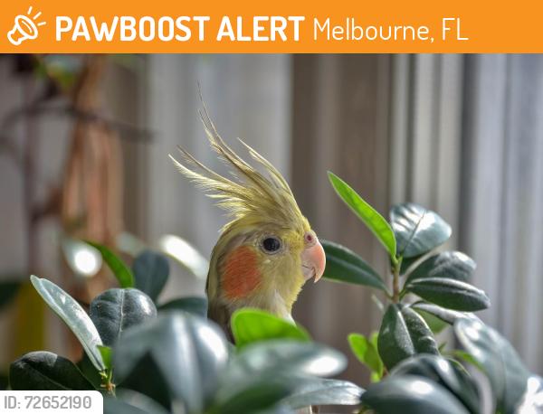 Found/Stray Unknown Bird last seen Holiday Inn Express and Suites Wesyt Melbourne Florida , Melbourne, FL 32904