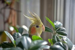 Found/Stray Unknown Bird last seen Holiday Inn Express and Suites Wesyt Melbourne Florida , Melbourne, FL 32904