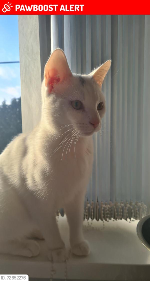 Lost Male Cat last seen Allenton, Derby, England 