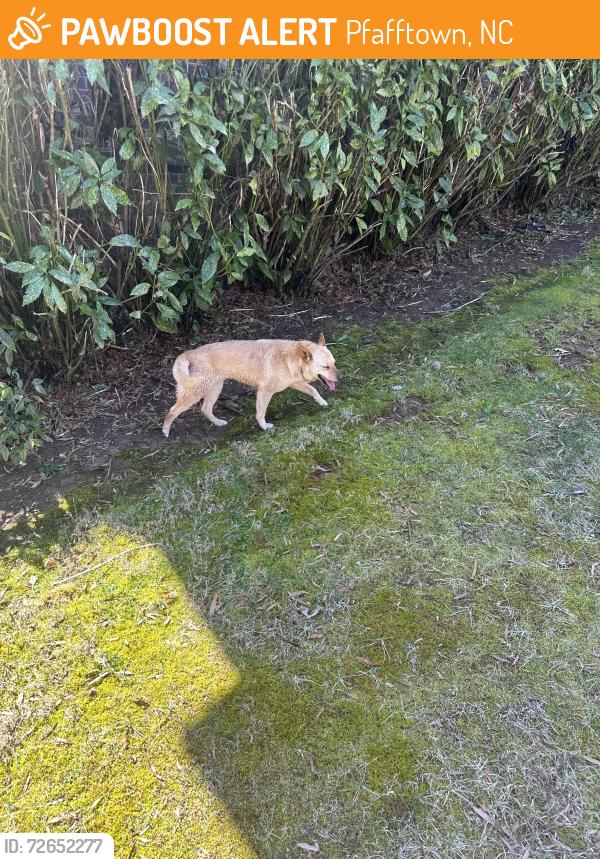 Found/Stray Unknown Dog last seen Kecoughtan, Pfafftown, NC 27040