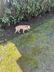 Found/Stray Unknown Dog last seen Kecoughtan, Pfafftown, NC 27040