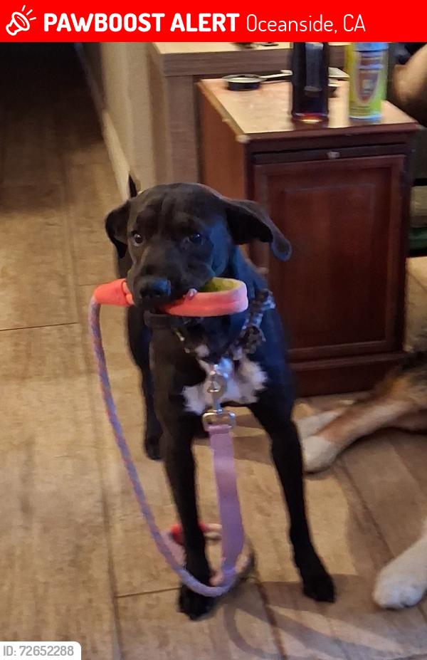 Lost Female Dog last seen Mission ave,& Via de La Valle ave, Oceanside, CA 92058