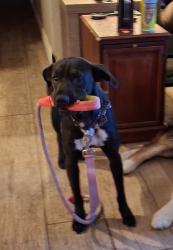 Lost Female Dog last seen Mission ave,& Via de La Valle ave, Oceanside, CA 92058