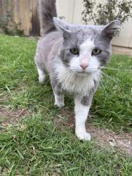 Found/Stray Male Cat last seen evans park, Santa Maria, CA 93458