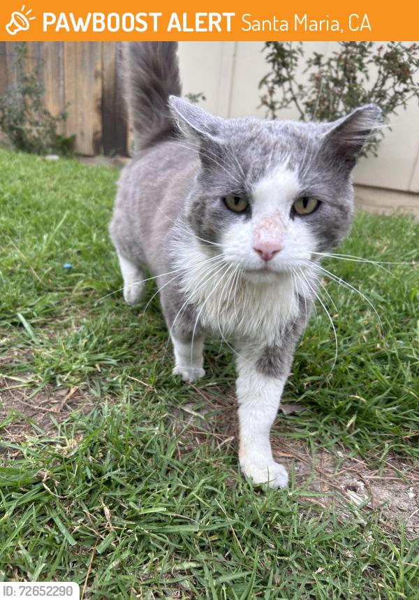 Found/Stray Male Cat last seen evans park, Santa Maria, CA 93458