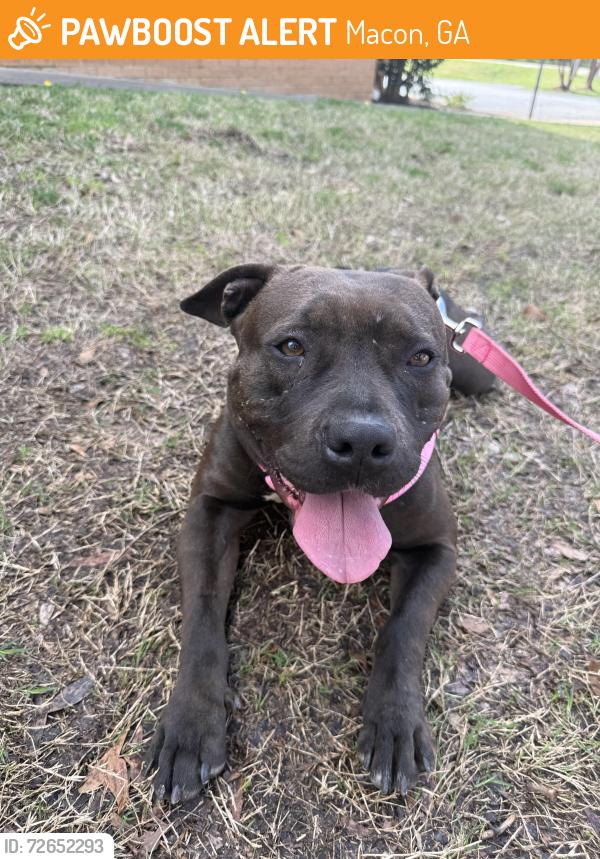 Found/Stray Female Dog last seen School , Macon, GA 31204