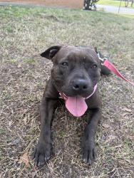 Found/Stray Female Dog last seen School , Macon, GA 31204