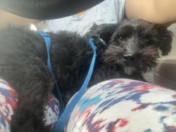 Found/Stray Male Dog last seen Beacon Square , Beacon Square, FL 34691