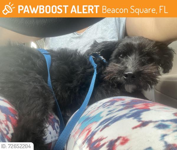 Found/Stray Male Dog last seen Beacon Square , Beacon Square, FL 34691