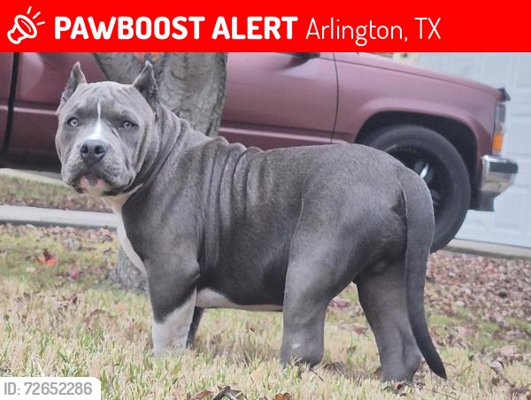 Lost Male Dog last seen Mansfield Webb and Collins, Arlington, TX 76002
