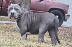 Lost Male Dog last seen Mansfield Webb and Collins, Arlington, TX 76002