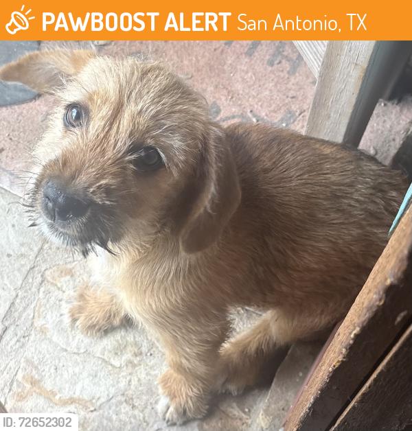 Found/Stray Male Dog last seen Lonesome Dove Ranch , San Antonio, TX 78112