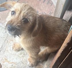 Found/Stray Male Dog last seen Lonesome Dove Ranch , San Antonio, TX 78112