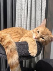 Lost Male Cat last seen S East St 46225 , Indianapolis, IN 46225