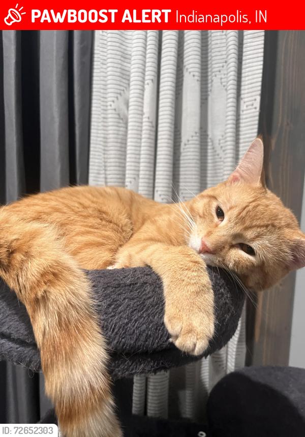 Lost Male Cat last seen S East St 46225 , Indianapolis, IN 46225