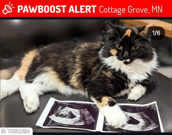 Lost Female Cat last seen Hadley and 102st , Cottage Grove, MN 55016