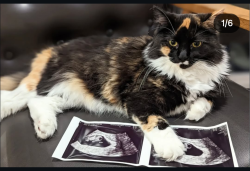 Lost Female Cat last seen Hadley and 102st , Cottage Grove, MN 55016
