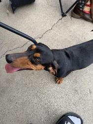 Lost Female Dog last seen West valley 94th and summitview , Yakima, WA 98908