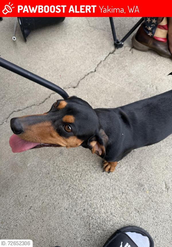 Lost Female Dog last seen West valley 94th and summitview , Yakima, WA 98908