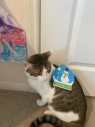 Lost Male Cat last seen Near seven pines dr, Willis, TX 77378