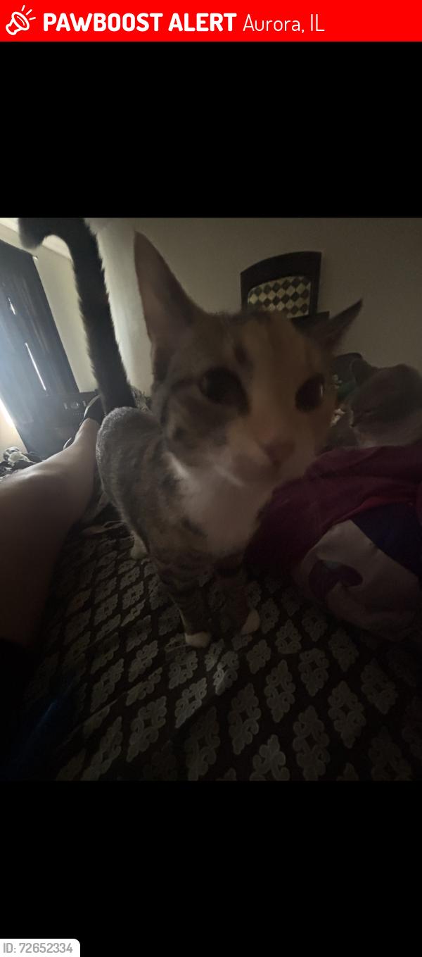 Lost Female Cat last seen Hometown in Aurora illinois, Aurora, IL 60504