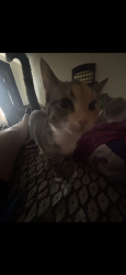 Lost Female Cat last seen Hometown in Aurora illinois, Aurora, IL 60504