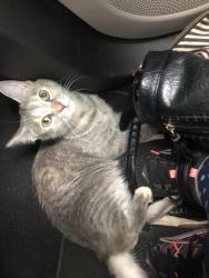 Found/Stray Female Cat last seen Battlefield Park trail, Fort Oglethorpe, GA 30742