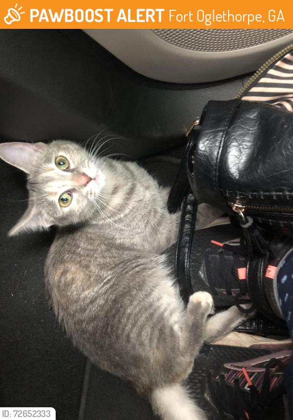 Found/Stray Female Cat last seen Battlefield Park trail, Fort Oglethorpe, GA 30742