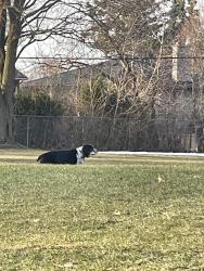 Found/Stray Unknown Dog last seen Islington and Eglinton, Toronto, ON M9A 4Z4