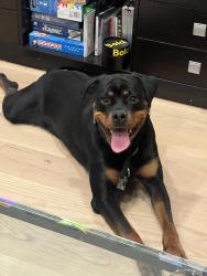 Found/Stray Female Dog last seen Sumac St, Philadelphia, PA 19128, USA, Philadelphia, PA 19128
