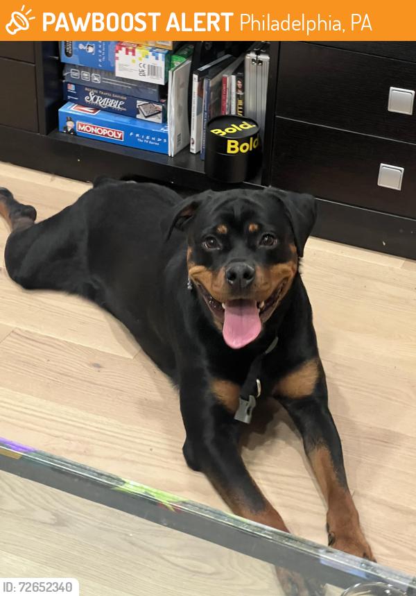 Found/Stray Female Dog last seen Sumac St, Philadelphia, PA 19128, USA, Philadelphia, PA 19128