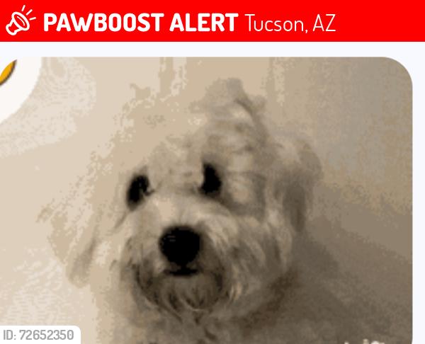 Lost Male Dog last seen 29th Street and craycroft Rd., Tucson, AZ 85711