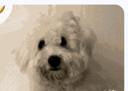 Lost Male Dog last seen 29th Street and craycroft Rd., Tucson, AZ 85711