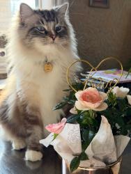 Lost Male Cat last seen West Windsor Matchette/Armanda area, Windsor, ON 48226