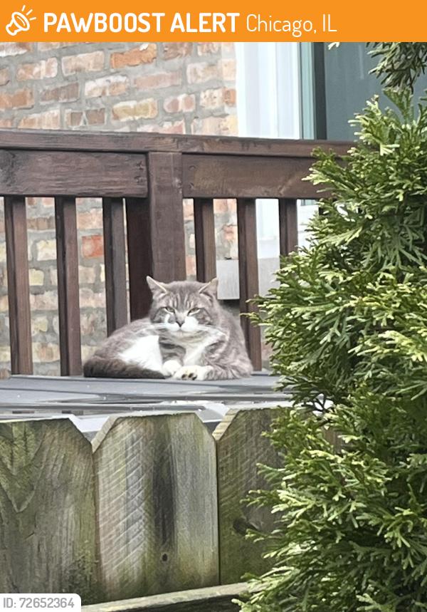 Found/Stray Unknown Cat last seen Near S. Berkeley Avenue, Chicago, IL 60653