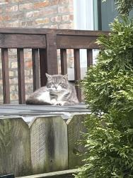 Found/Stray Unknown Cat last seen Near S. Berkeley Avenue, Chicago, IL 60653