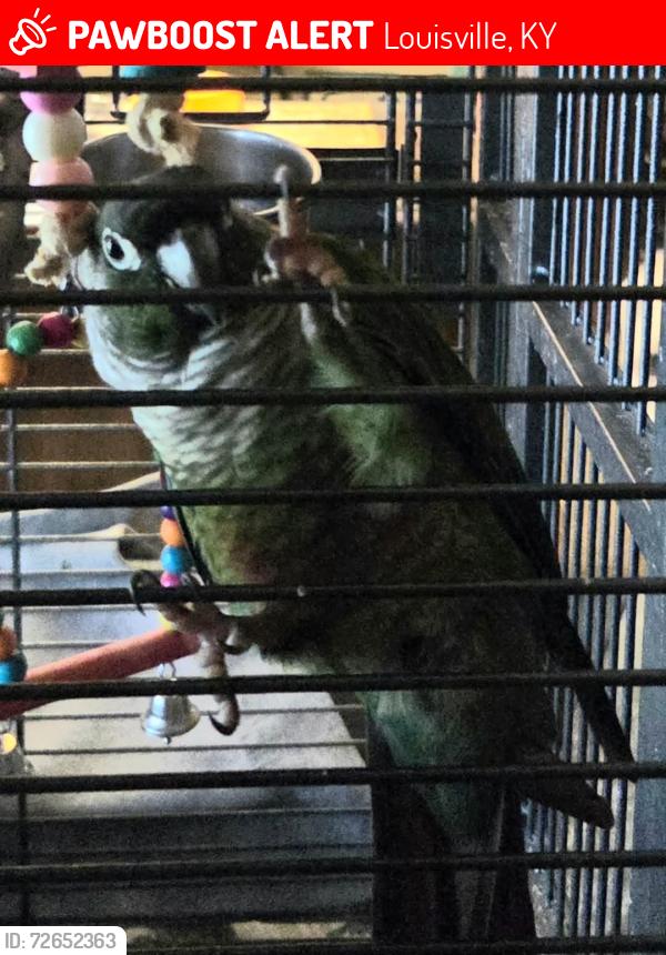 Lost Male Bird last seen Silver heights neighbourhood , Louisville, KY 40229