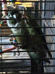 Lost Male Bird last seen Silver heights neighbourhood , Louisville, KY 40229