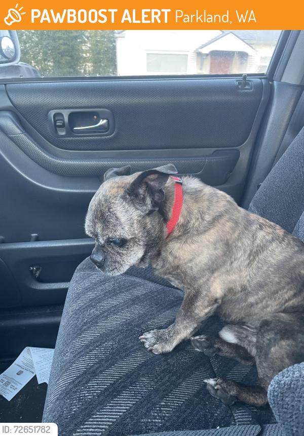 Found/Stray Male Dog last seen Fern hill elementary school , Parkland, WA 98444
