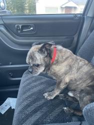Found/Stray Male Dog last seen Fern hill elementary school , Parkland, WA 98444