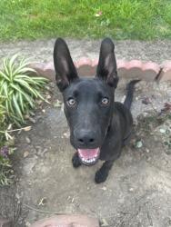 Found/Stray Male Dog last seen Poplar St, Riverside, CA 92501