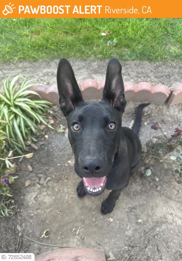 Found/Stray Male Dog last seen Poplar St, Riverside, CA 92501